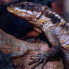 【小さい鎧竜】ヒナタヨロイトカゲの飼育方法と繁殖についてメモ